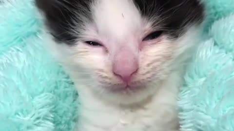 A crying cat