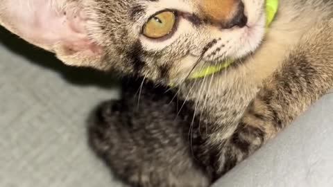 Goodmorningmykitty#shorts#kitten#neko#cutecat#고양이#kitty#gato