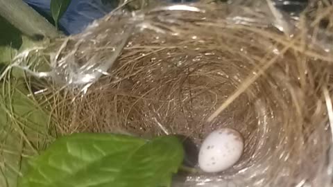Beautiful egg in the nesty