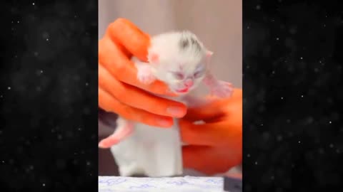 Funny dog cat 2024 part 4