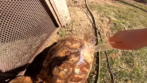 Feeding ALL My Tortoises! - Daily Routine-16