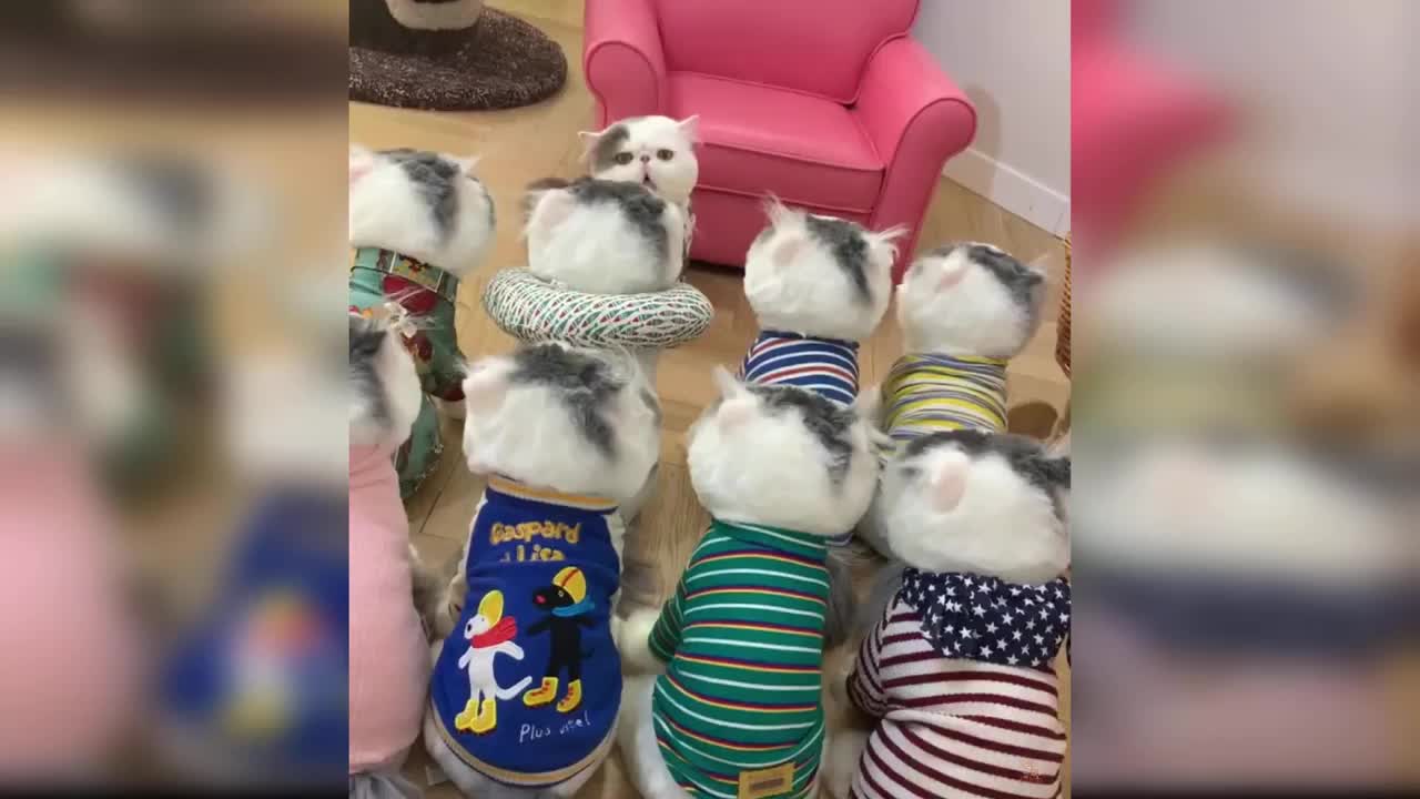 Baby Cats Cute and Funny Baby Cat Videos