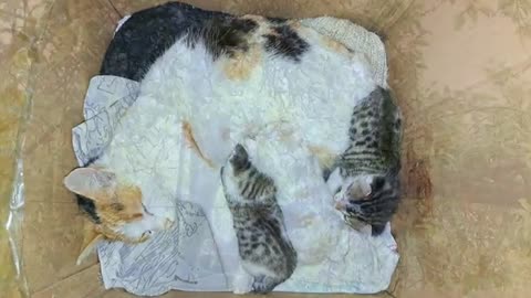 The mother is nursing the baby kittens. Kittens are so beautiful