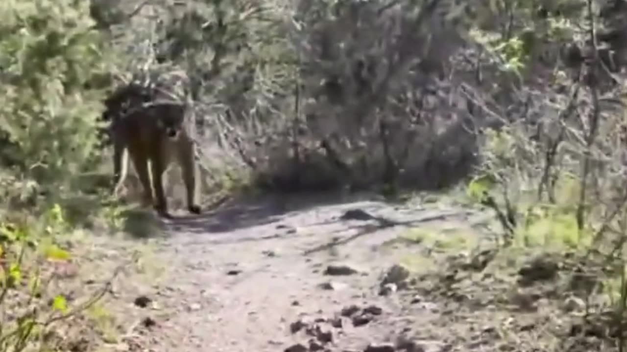 Top 10 Wild Animal Attacks on Humans in 2023