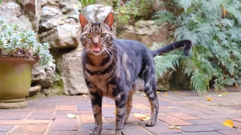 Kitten meowing 🐱sound to attract cats🐈 sound to call cats