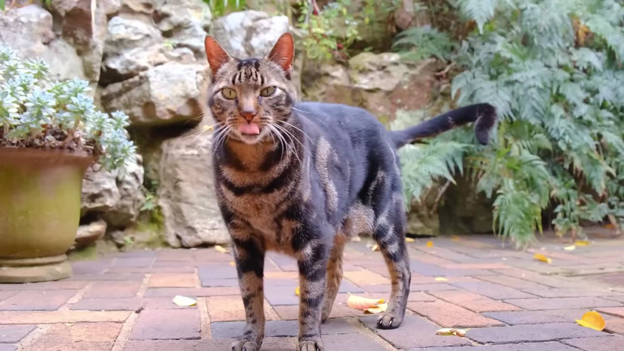 Kitten meowing 🐱sound to attract cats🐈 sound to call cats