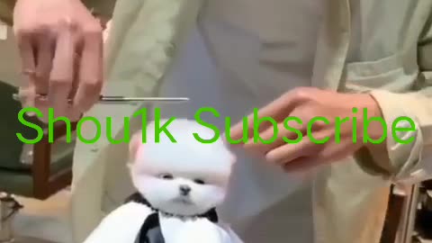Cute puppy 😍 haircut 😍