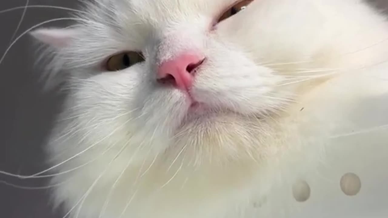New Funny Animals, Funniest Cats and Dogs Videos 51