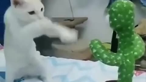 funny animal videos of the day ##