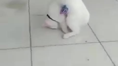 FUNNIEST CATS COMPILATION 🕴🙈