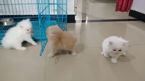 American cute cats playing