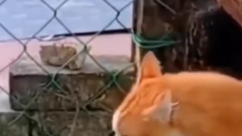 Poor cats clips shorts videos 🐈🐾 |cute cats 😹 #shorts #animals #cats
