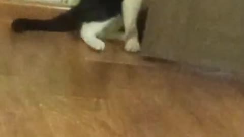 Funny ANIMALS video