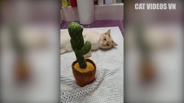 funny video____funny cat