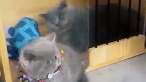 Funny Animals videos That will make you laugh 🤣🤣🤣😂😂😂