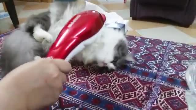 Funny cat & fun