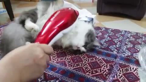Funny cat & fun