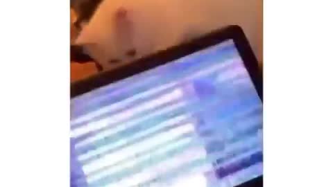 the cat broke the laptop