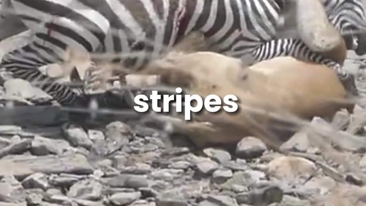 lion struggles to take down zebra