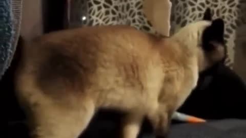 A Day in the Life of a Cat #105