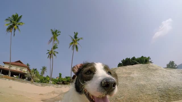 Cool and dashing dog
