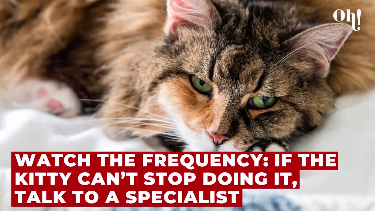 Is you cat vomiting? Here is when to call the vet