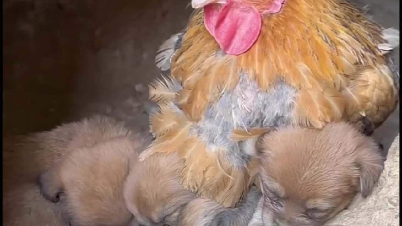 Loving animals