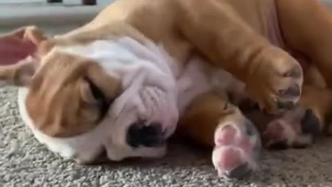 Cute and funny Dog 94
