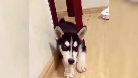 Try Not To Laugh_ Funniest Dog Videos Of All Time! _ Pets Town