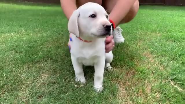 Paprika the cutest Lab Puppy takes her Temperament Test!