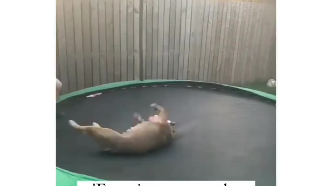 Dog are great