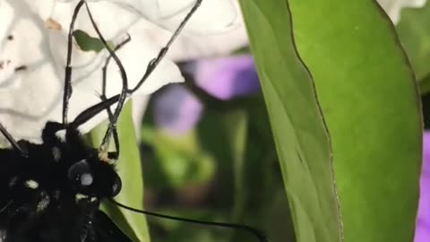 Borboleta das canelas é polinizador