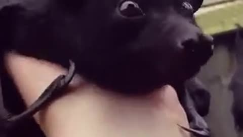 Cute Bat
