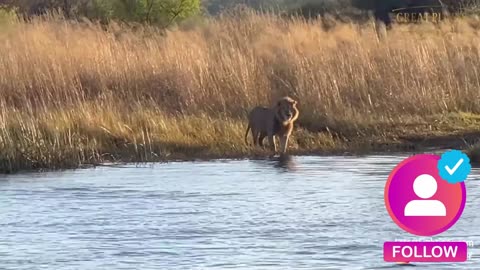 HIPPO ATTACKS 3 LIONS CROSSING THE RIVER