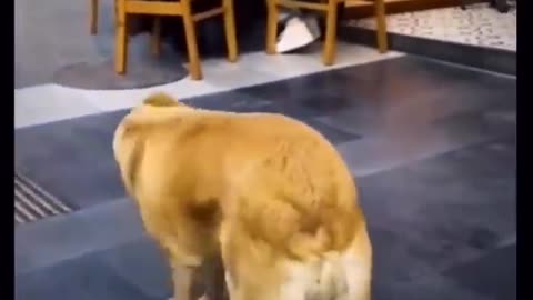 try to stop laughing with funny cat and dog