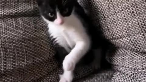 Please pay attention! The kitten is coming to you with a curse!