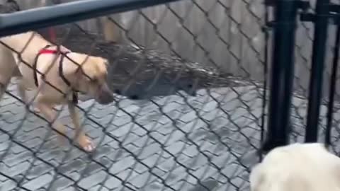 Learn How To Train Your Dog in Fun Way As They are Trained in Dog Training Academy