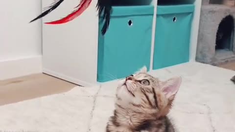 cat
