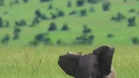 wonderfull animals