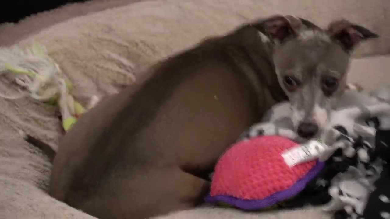 I Filmed My Dog Whenever Cried Or Was Nasty For 24Hrs