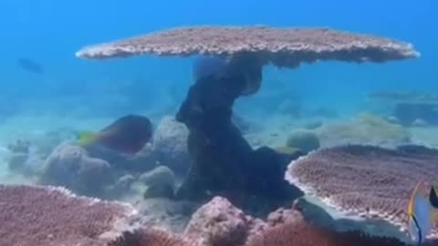 Underwater World