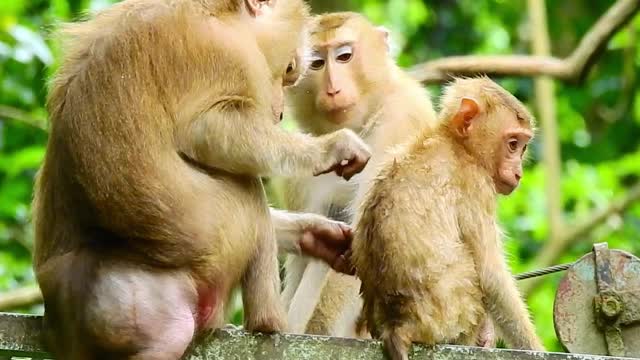 3 The female monkey and the baby are paws in the tree and find each other happy, punch each other.