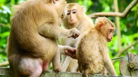 3 The female monkey and the baby are paws in the tree and find each other happy, punch each other.