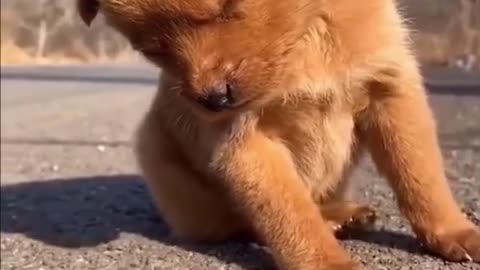 Cute puppy sleepy