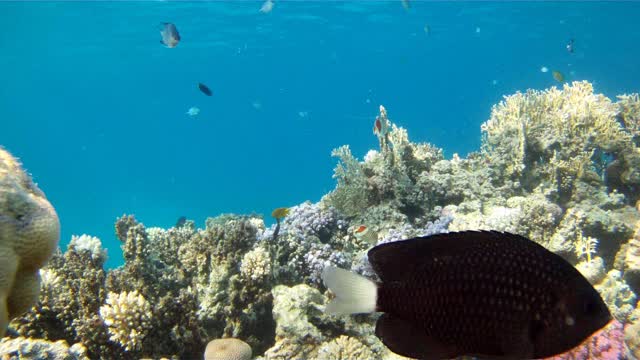 red sea Rotes Meer Fische fish underwater beauty wunderbare Unterwasserwelt Riff reef