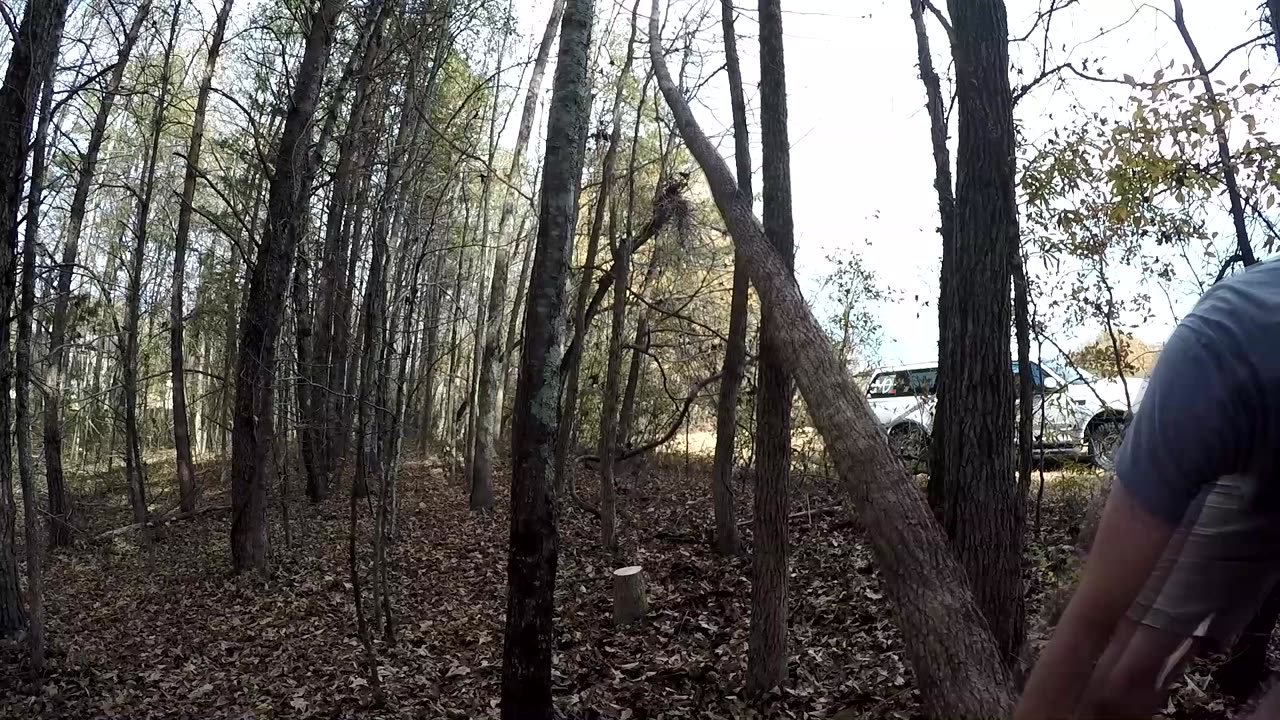 Bow build, Finding a Bow tree