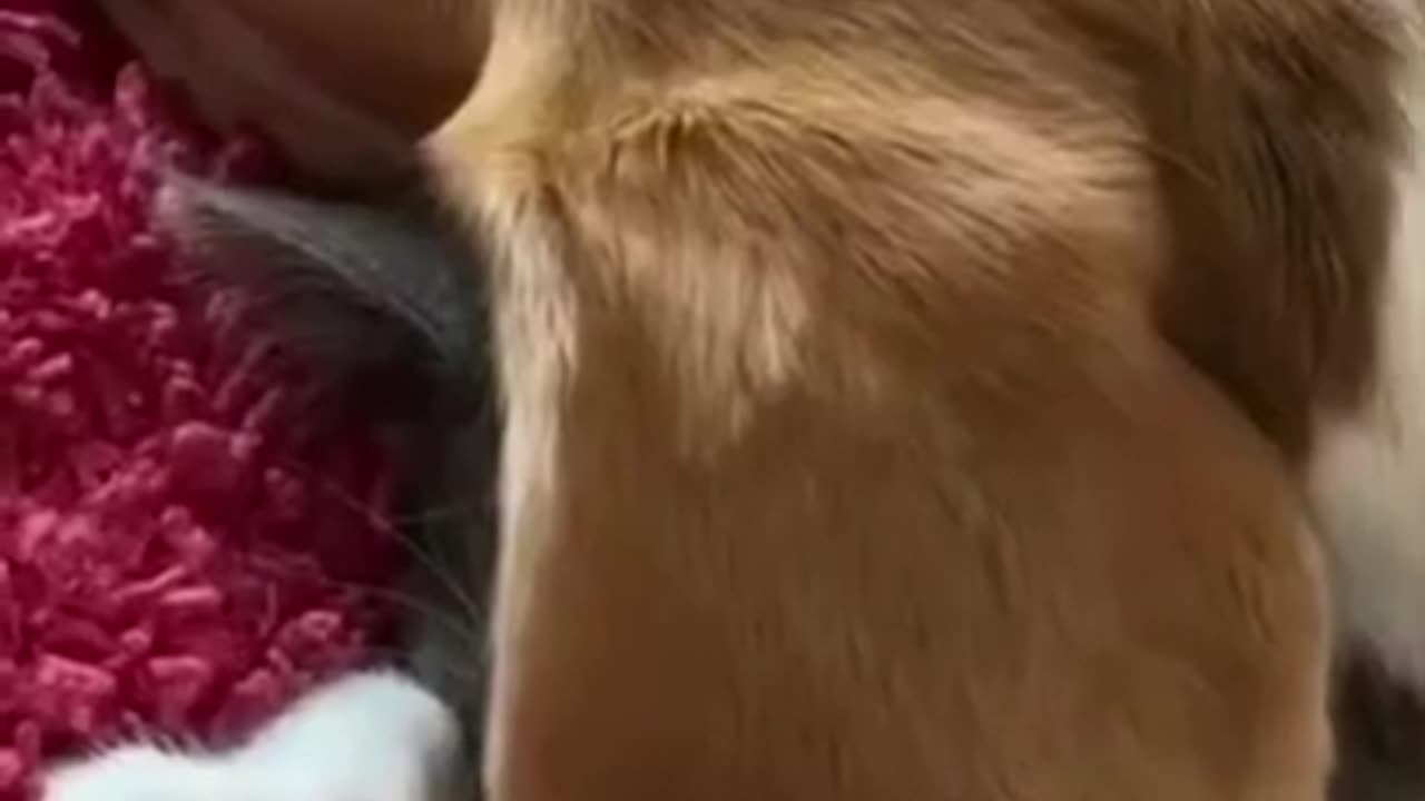 Try Not To Laugh Cats Cute Reactions - Funny Cat Videos #96