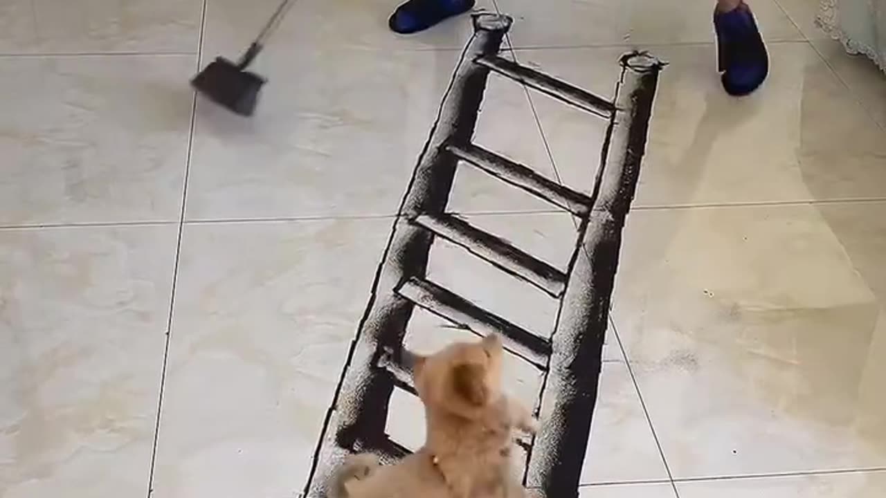 Funny video