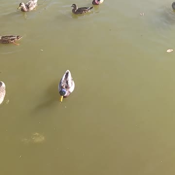 Ducks and geese