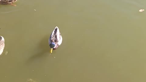Ducks and geese